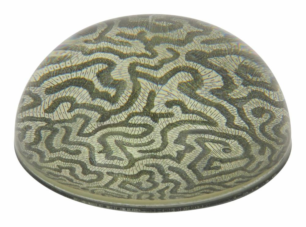 Coral 1792 Paperweight  |  Desktop