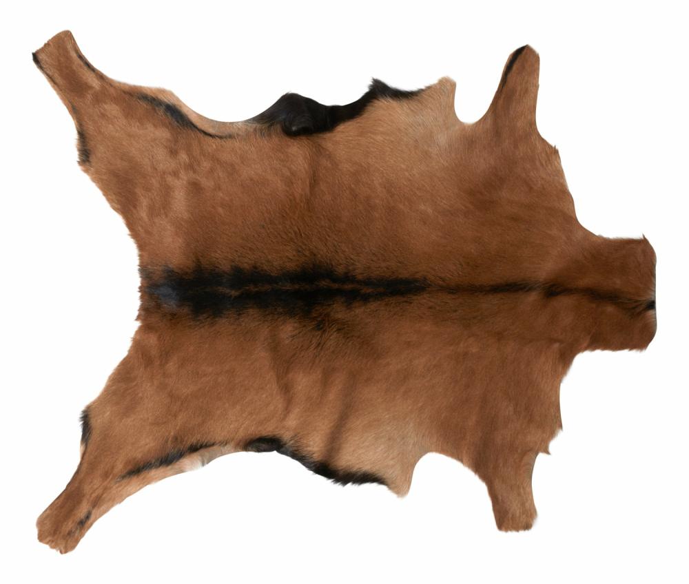 Goatskin Hide  |  Hides